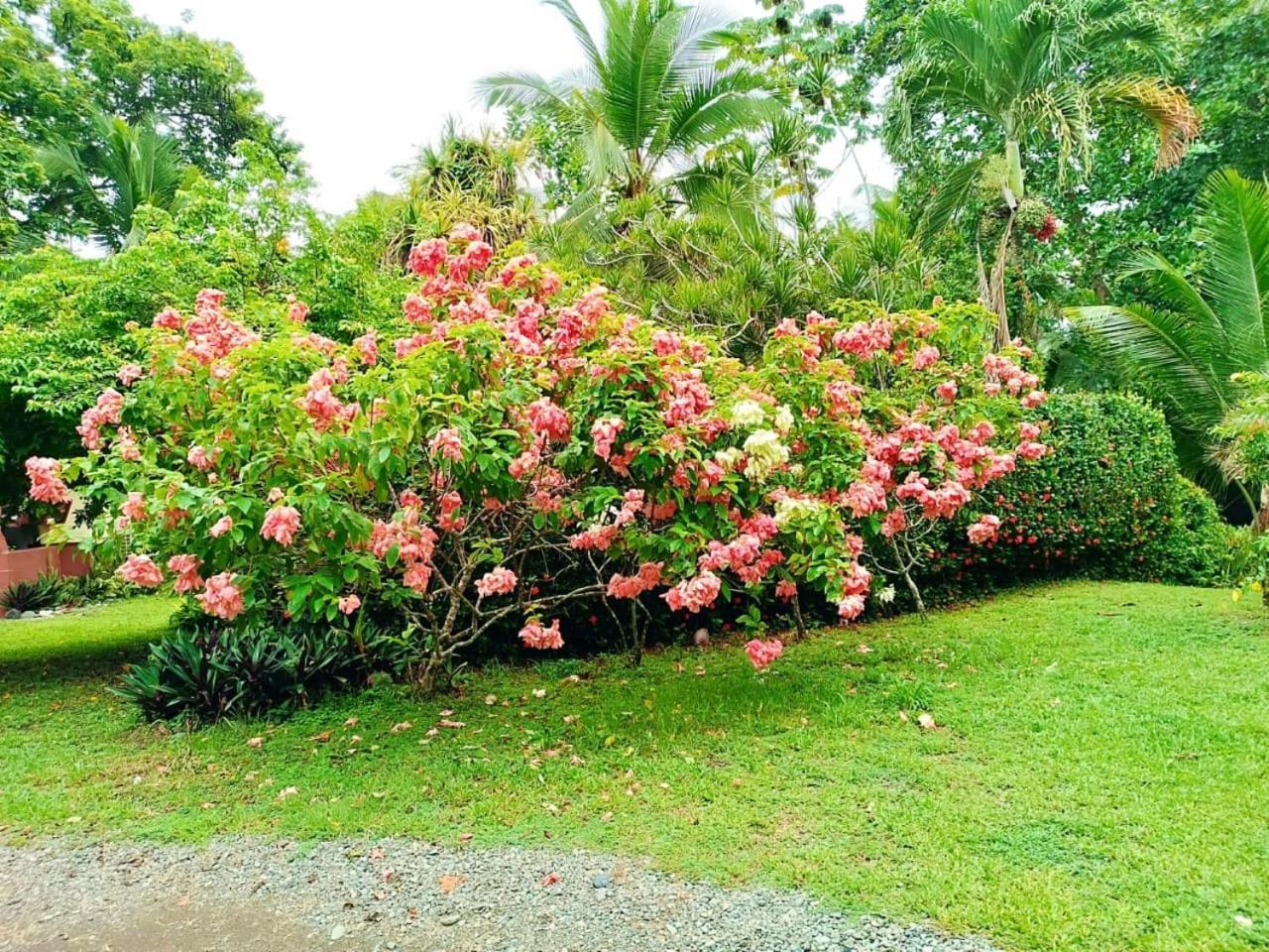 Hotel La Diosa Cahuita Eksteriør billede