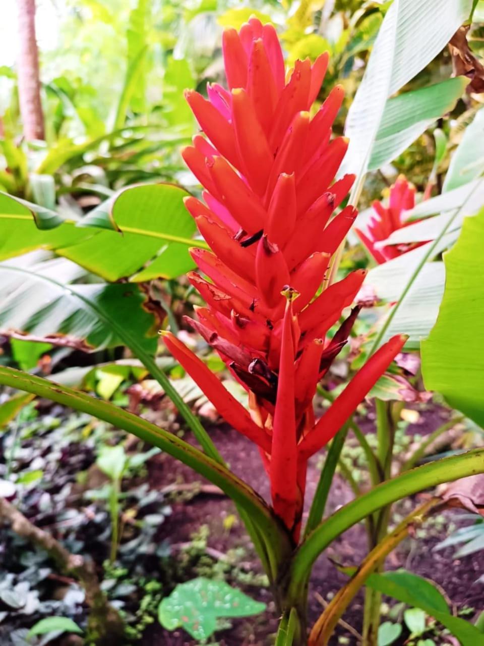 Hotel La Diosa Cahuita Eksteriør billede