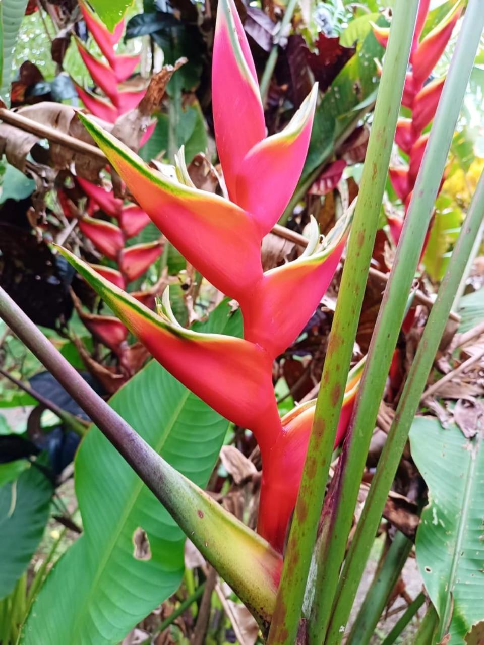 Hotel La Diosa Cahuita Eksteriør billede
