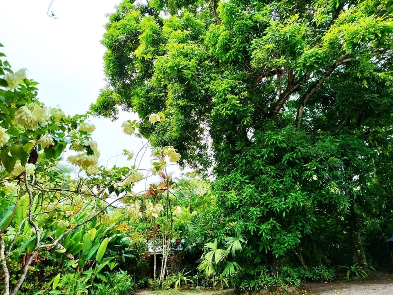 Hotel La Diosa Cahuita Eksteriør billede